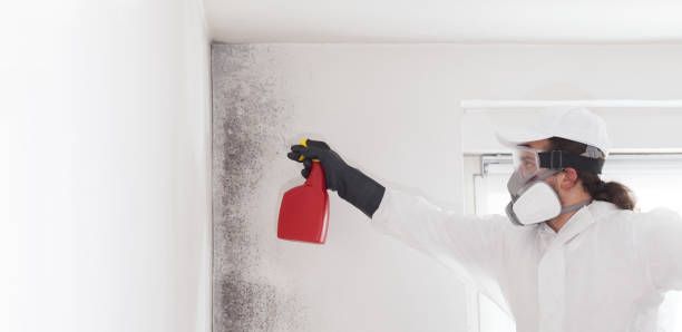 Best DIY Mold Remediation Support Services in Richmond, KY